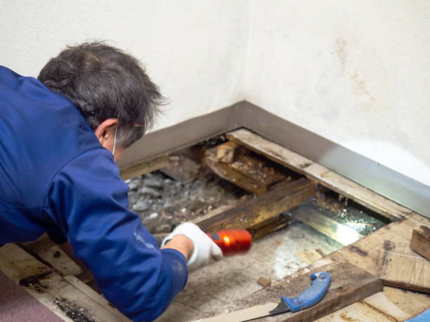 Best Fast Mold Removal  in Spearman, TX