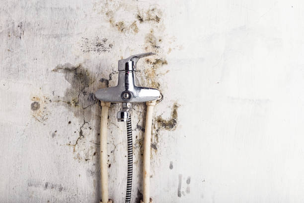 Best Same-Day Mold Removal  in Spearman, TX