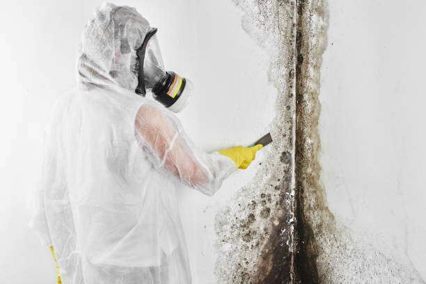 Professional Mold Removal in Spearman, TX