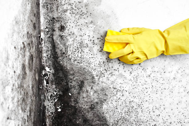 Best Affordable Mold Removal  in Spearman, TX