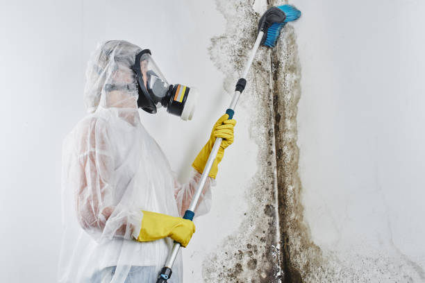 Best Mold Removal Near Me  in Spearman, TX