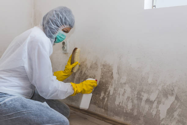 Trusted Spearman, TX Mold Removal Experts