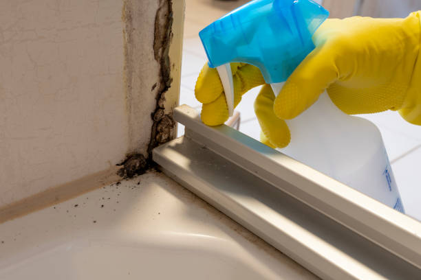 Best Mold Removal Company Near Me  in Spearman, TX