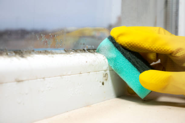 Best Residential Mold Removal  in Spearman, TX
