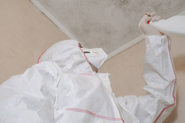 Best Attic Mold Removal  in Spearman, TX