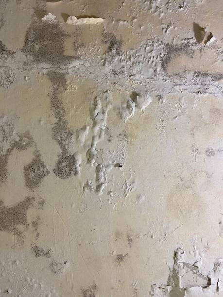 Best Mold Cleaning Services  in Spearman, TX
