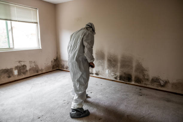 Best Black Mold Removal  in Spearman, TX