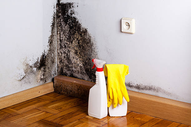 Best Mold Removal and Inspection  in Spearman, TX