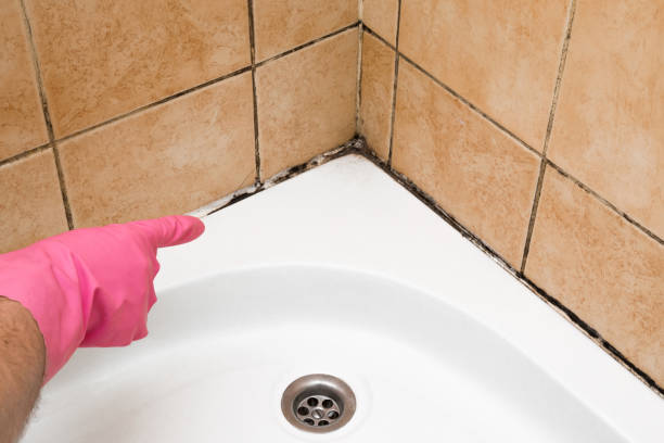 Best Toxic Mold Removal  in Spearman, TX